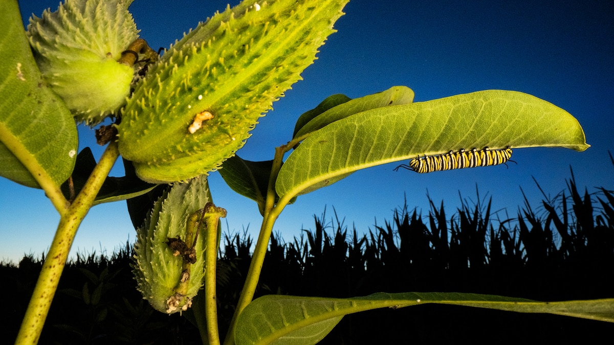 5 clever animals that treat and prevent their own illnesses