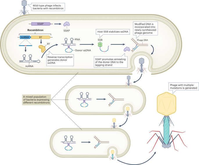 Phage genome engineering with retrons