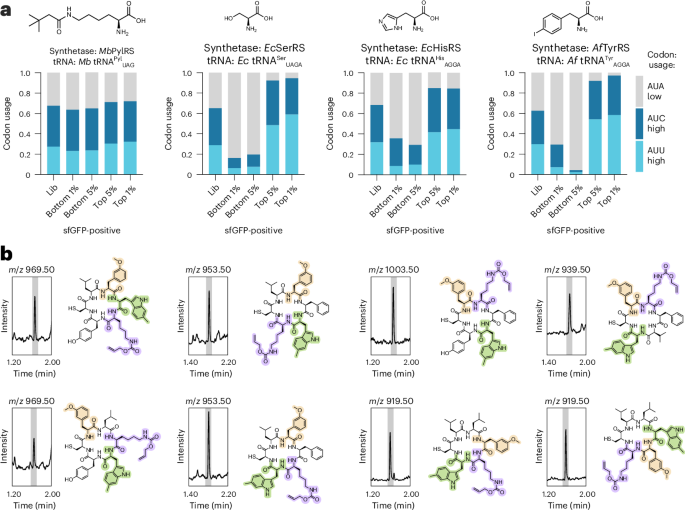 Recoded gene circuits for multiplexed genetic code expansion