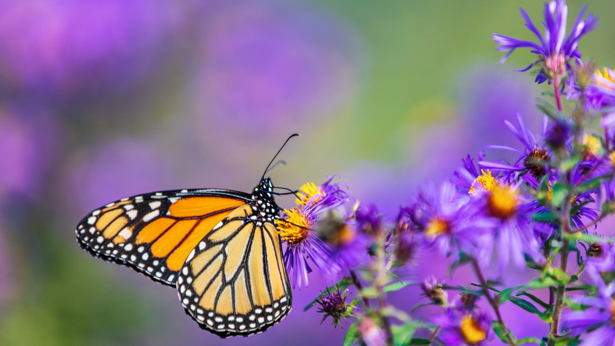 How to plant a garden butterflies will love