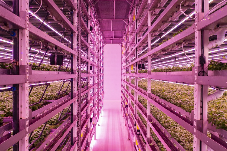 Vertical farming breakthrough could save industry from failure